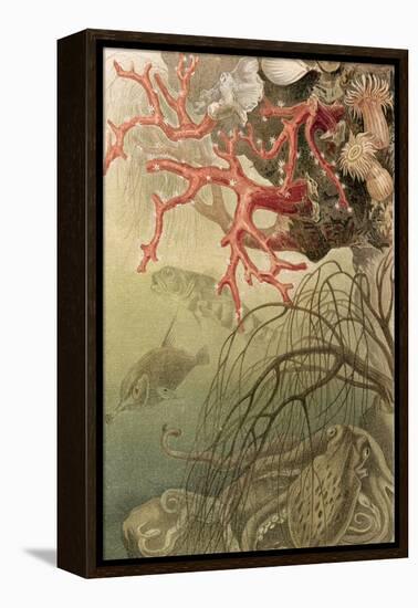 Red Coral, Plate from "Brehms Tierleben: Allgemeine Kunde Des Tierreichs", Vol.10, P.608,…-German School-Framed Premier Image Canvas