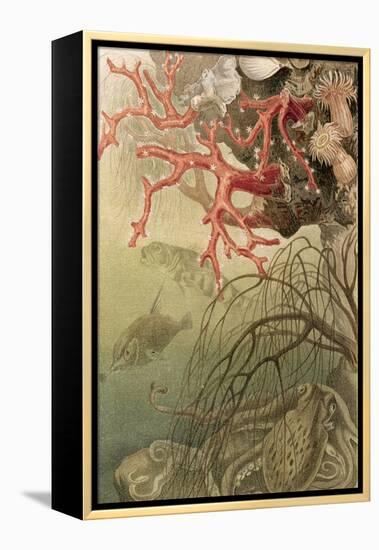 Red Coral, Plate from "Brehms Tierleben: Allgemeine Kunde Des Tierreichs", Vol.10, P.608,…-German School-Framed Premier Image Canvas