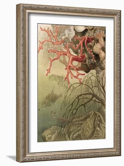 Red Coral, Plate from "Brehms Tierleben: Allgemeine Kunde Des Tierreichs", Vol.10, P.608,…-German School-Framed Giclee Print