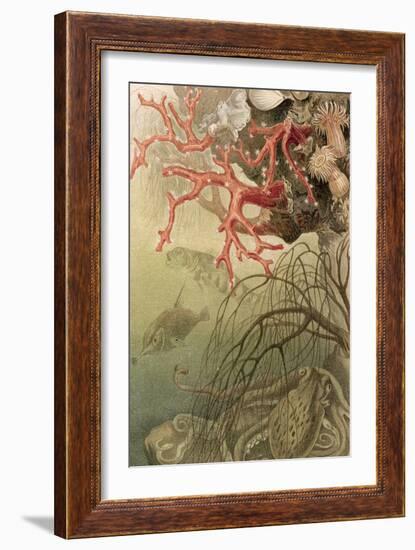 Red Coral, Plate from "Brehms Tierleben: Allgemeine Kunde Des Tierreichs", Vol.10, P.608,…-German School-Framed Giclee Print