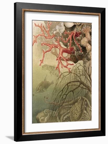 Red Coral, Plate from "Brehms Tierleben: Allgemeine Kunde Des Tierreichs", Vol.10, P.608,…-German School-Framed Giclee Print