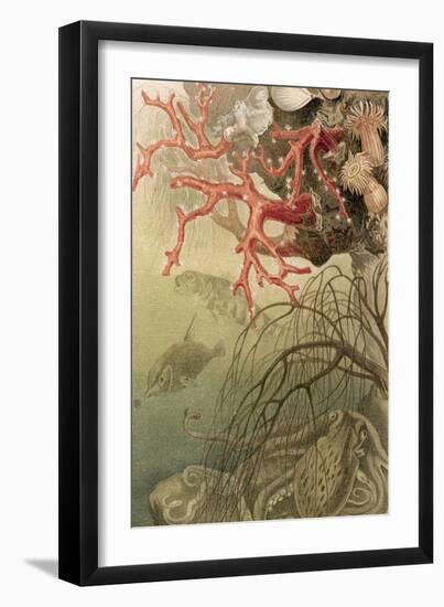 Red Coral, Plate from "Brehms Tierleben: Allgemeine Kunde Des Tierreichs", Vol.10, P.608,…-German School-Framed Giclee Print