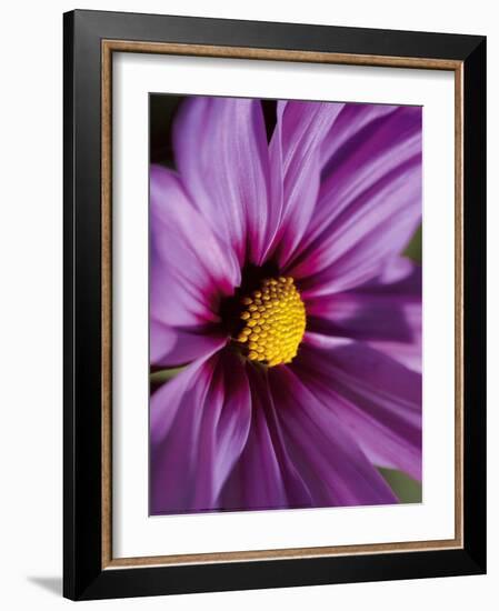 Red Cosmos-Laurent Pinsard-Framed Art Print