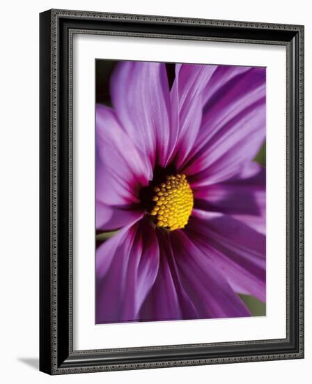 Red Cosmos-Laurent Pinsard-Framed Art Print