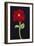 Red Cosmos-Soraya Chemaly-Framed Giclee Print