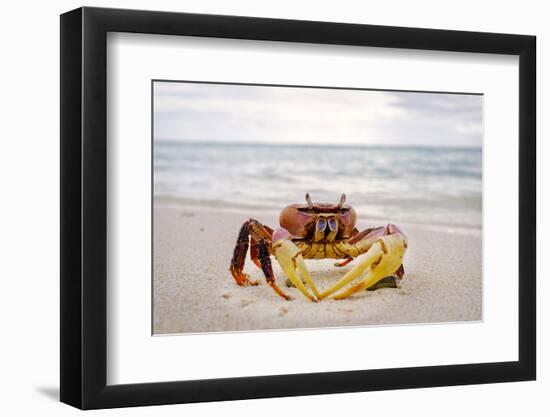 Red crab, Cocos (Keeling) Islands, Indian Ocean, Asia-Lynn Gail-Framed Photographic Print