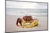 Red crab, Cocos (Keeling) Islands, Indian Ocean, Asia-Lynn Gail-Mounted Photographic Print