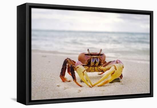 Red crab, Cocos (Keeling) Islands, Indian Ocean, Asia-Lynn Gail-Framed Premier Image Canvas