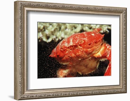 Red Crab Releasing Eggs (Etisus Splendidus), Sudan, Africa, Red Sea.-Reinhard Dirscherl-Framed Photographic Print