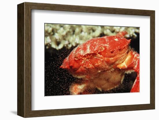 Red Crab Releasing Eggs (Etisus Splendidus), Sudan, Africa, Red Sea.-Reinhard Dirscherl-Framed Photographic Print