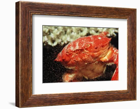 Red Crab Releasing Eggs (Etisus Splendidus), Sudan, Africa, Red Sea.-Reinhard Dirscherl-Framed Photographic Print