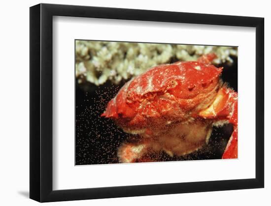 Red Crab Releasing Eggs (Etisus Splendidus), Sudan, Africa, Red Sea.-Reinhard Dirscherl-Framed Photographic Print