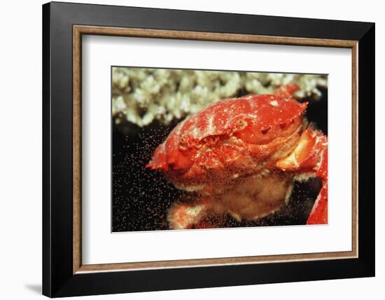 Red Crab Releasing Eggs (Etisus Splendidus), Sudan, Africa, Red Sea.-Reinhard Dirscherl-Framed Photographic Print