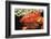 Red Crab Releasing Eggs (Etisus Splendidus), Sudan, Africa, Red Sea.-Reinhard Dirscherl-Framed Photographic Print