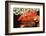 Red Crab Releasing Eggs (Etisus Splendidus), Sudan, Africa, Red Sea.-Reinhard Dirscherl-Framed Photographic Print