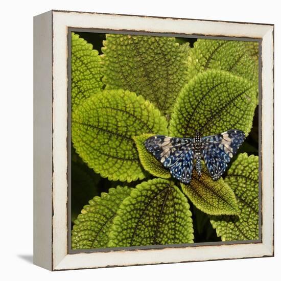 Red Cracker Butterfly (Hamadryas Amphinome) Captive Occurs in the Americas-Loic Poidevin-Framed Premier Image Canvas