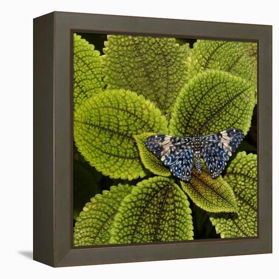 Red Cracker Butterfly (Hamadryas Amphinome) Captive Occurs in the Americas-Loic Poidevin-Framed Premier Image Canvas