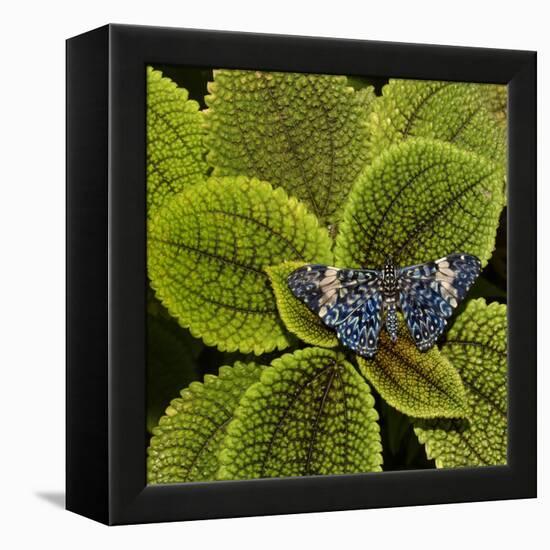 Red Cracker Butterfly (Hamadryas Amphinome) Captive Occurs in the Americas-Loic Poidevin-Framed Premier Image Canvas