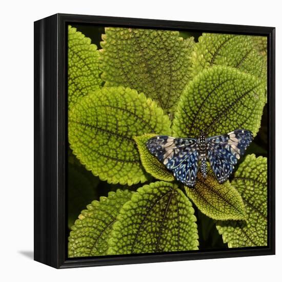 Red Cracker Butterfly (Hamadryas Amphinome) Captive Occurs in the Americas-Loic Poidevin-Framed Premier Image Canvas