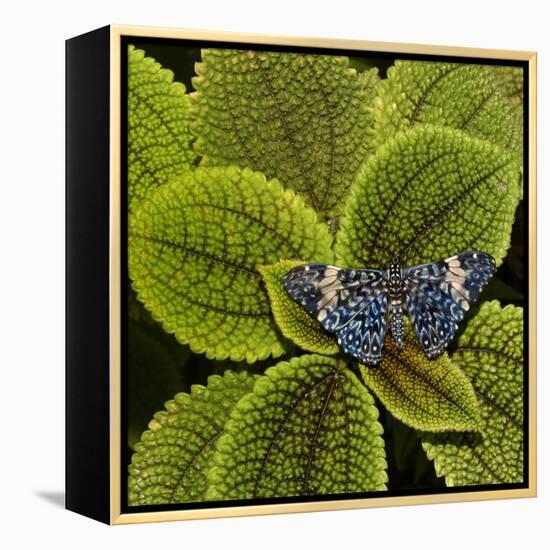 Red Cracker Butterfly (Hamadryas Amphinome) Captive Occurs in the Americas-Loic Poidevin-Framed Premier Image Canvas