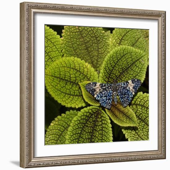 Red Cracker Butterfly (Hamadryas Amphinome) Captive Occurs in the Americas-Loic Poidevin-Framed Photographic Print