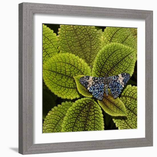 Red Cracker Butterfly (Hamadryas Amphinome) Captive Occurs in the Americas-Loic Poidevin-Framed Photographic Print