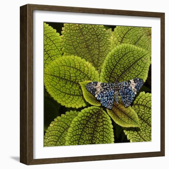 Red Cracker Butterfly (Hamadryas Amphinome) Captive Occurs in the Americas-Loic Poidevin-Framed Photographic Print