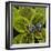 Red Cracker Butterfly (Hamadryas Amphinome) Captive Occurs in the Americas-Loic Poidevin-Framed Photographic Print