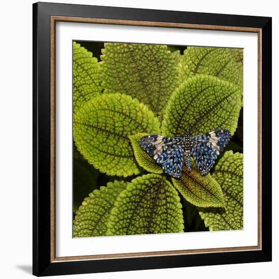 Red Cracker Butterfly (Hamadryas Amphinome) Captive Occurs in the Americas-Loic Poidevin-Framed Photographic Print