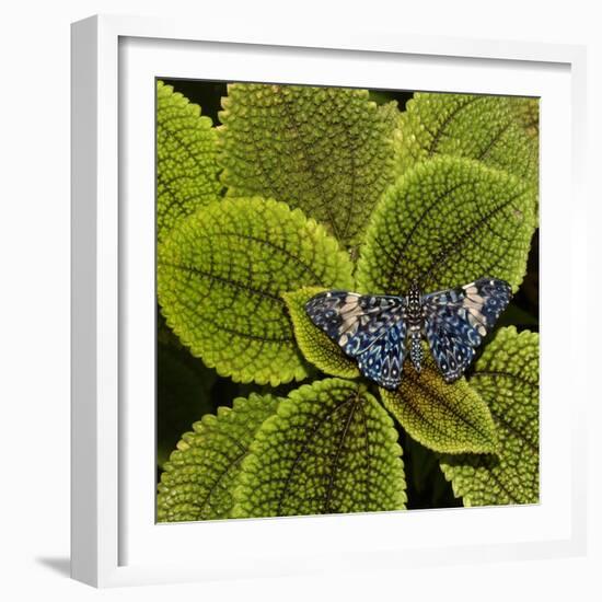 Red Cracker Butterfly (Hamadryas Amphinome) Captive Occurs in the Americas-Loic Poidevin-Framed Photographic Print