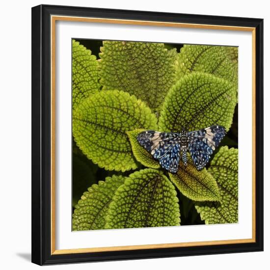 Red Cracker Butterfly (Hamadryas Amphinome) Captive Occurs in the Americas-Loic Poidevin-Framed Photographic Print