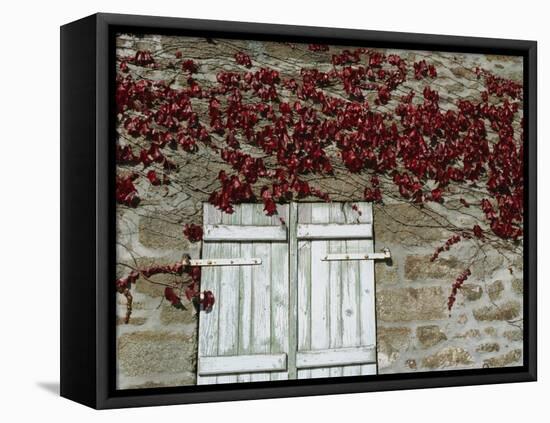 Red Creeper around Shutters on a Stone House in the Rhone Alpes in France, Europe-Michael Busselle-Framed Premier Image Canvas