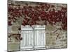 Red Creeper around Shutters on a Stone House in the Rhone Alpes in France, Europe-Michael Busselle-Mounted Photographic Print