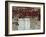 Red Creeper around Shutters on a Stone House in the Rhone Alpes in France, Europe-Michael Busselle-Framed Photographic Print