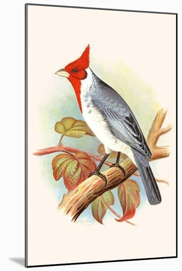 Red Crested Cardinal-F.w. Frohawk-Mounted Art Print