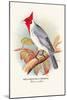 Red-Crested Cardinal-Arthur G. Butler-Mounted Art Print