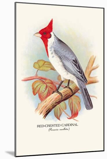 Red-Crested Cardinal-Arthur G. Butler-Mounted Art Print