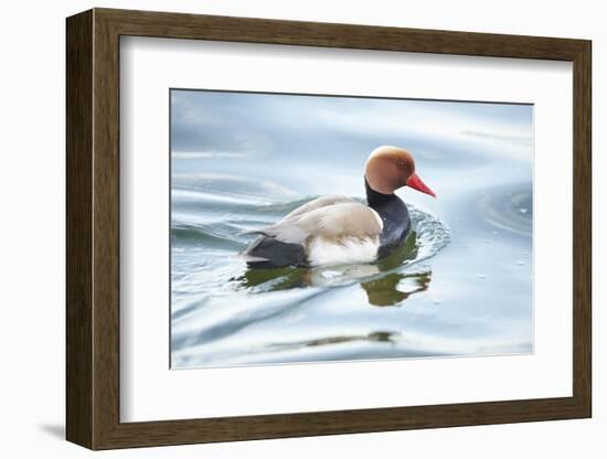 Red-crested Pochard, Netta rufina, drake, sidewise, swim-David & Micha Sheldon-Framed Photographic Print