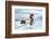 Red-crested Pochard, Netta rufina, drake, sidewise, swim-David & Micha Sheldon-Framed Photographic Print