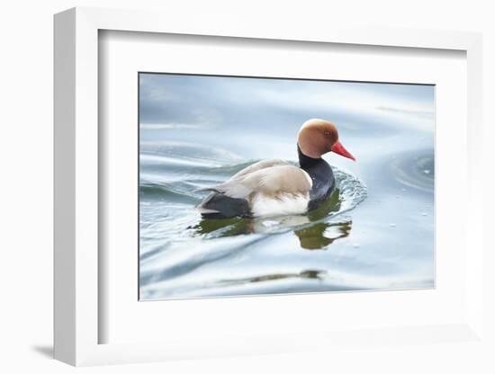 Red-crested Pochard, Netta rufina, drake, sidewise, swim-David & Micha Sheldon-Framed Photographic Print