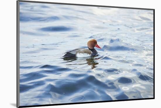 Red-crested Pochard, Netta rufina, drake, sidewise, swim-David & Micha Sheldon-Mounted Photographic Print