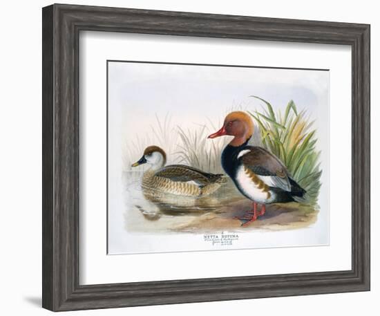 Red Crested Pochard-Henry Jones-Framed Premium Giclee Print