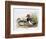 Red Crested Pochard-Henry Jones-Framed Premium Giclee Print