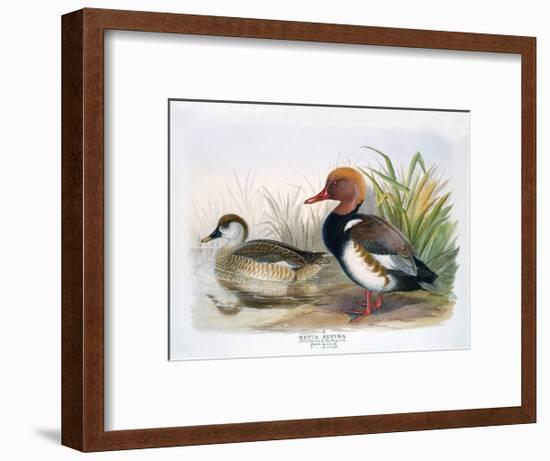 Red Crested Pochard-Henry Jones-Framed Premium Giclee Print