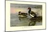 Red-Crested Pochard-Allan Brooks-Mounted Art Print