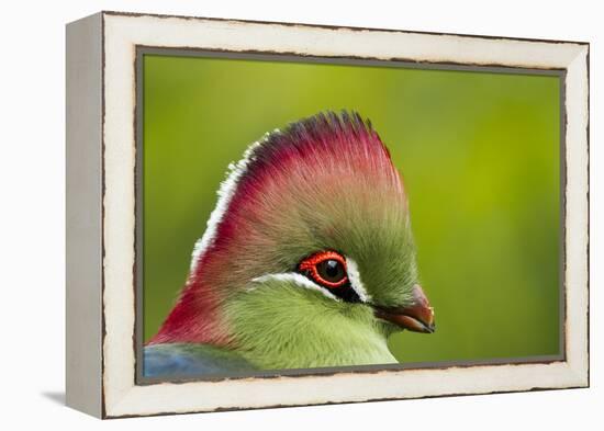 Red-Crested Turaco (Tauraco Erythrolophus) Captive At Zoo. Endemic To Western Angola-Denis-Huot-Framed Premier Image Canvas