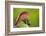 Red-Crested Turaco (Tauraco Erythrolophus) Captive At Zoo. Endemic To Western Angola-Denis-Huot-Framed Photographic Print