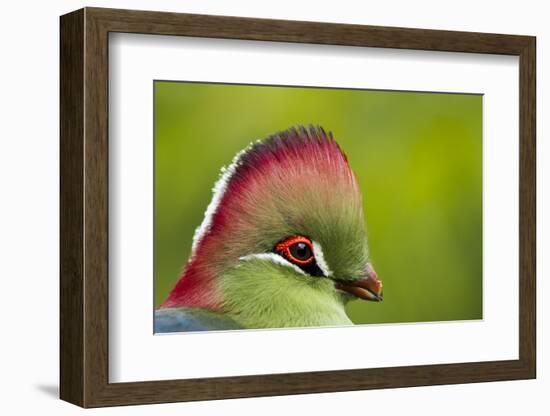 Red-Crested Turaco (Tauraco Erythrolophus) Captive At Zoo. Endemic To Western Angola-Denis-Huot-Framed Photographic Print