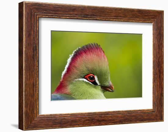 Red-Crested Turaco (Tauraco Erythrolophus) Captive At Zoo. Endemic To Western Angola-Denis-Huot-Framed Photographic Print