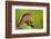 Red-Crested Turaco (Tauraco Erythrolophus) Captive At Zoo. Endemic To Western Angola-Denis-Huot-Framed Photographic Print